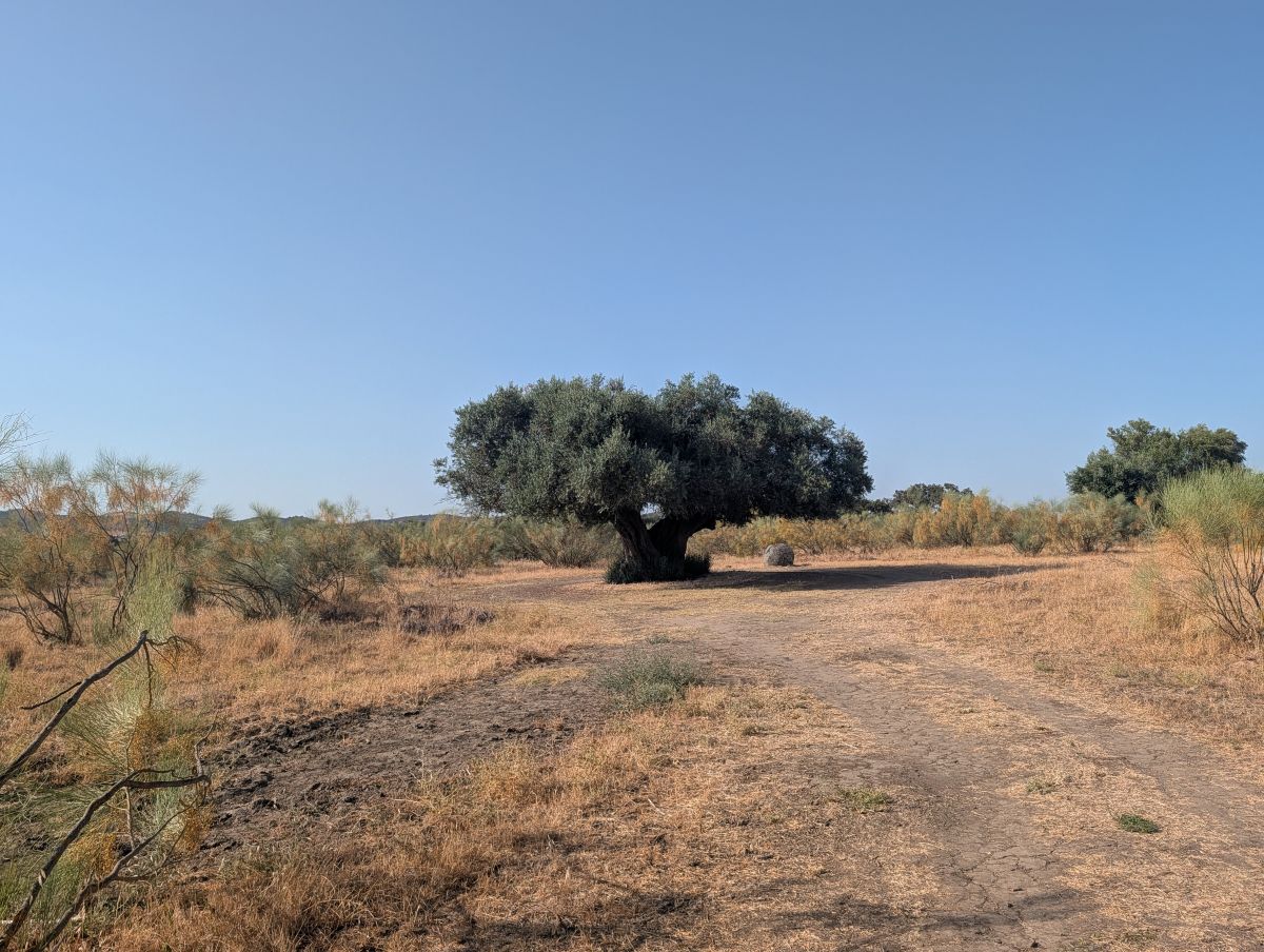 A lone olive tree on the trail at Barrocal