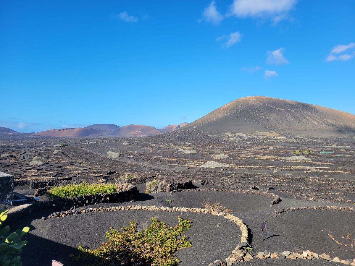 Lanzarote volcanic vineyard — vines growing in circular hollows in black lapilli with volcanic mountains behind