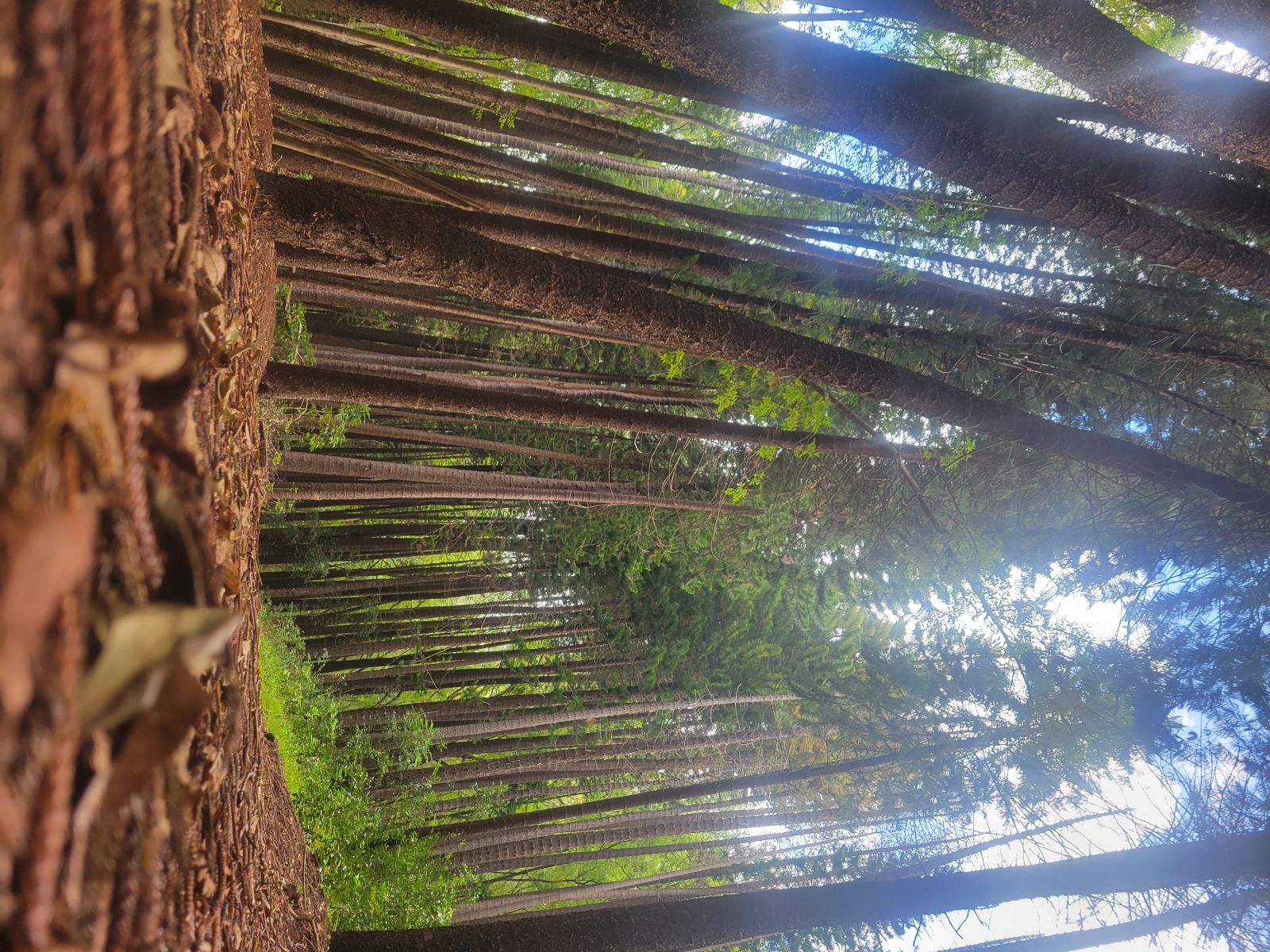 Tall conifer forest with sun streaming through the canopy, Makawao Forest Reserve, Upcountry Maui