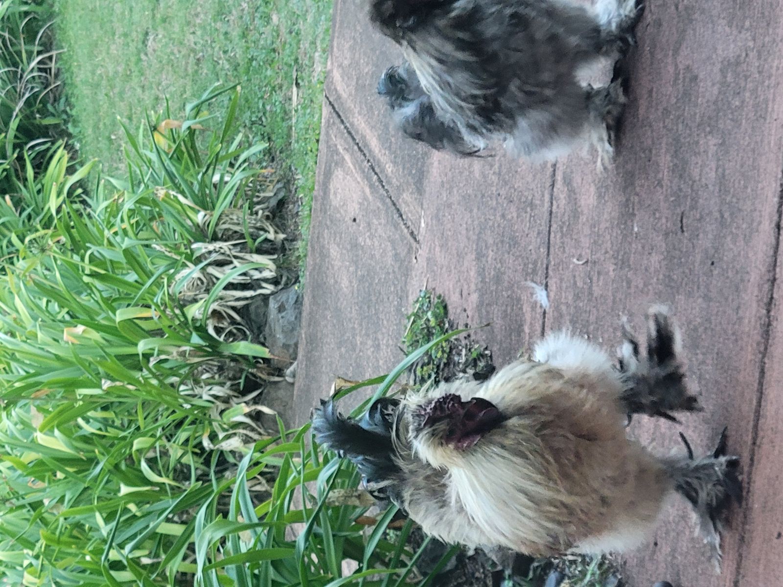 Two fluffy silkie roosters on the path at the Banyan Tree B&B, Makawao