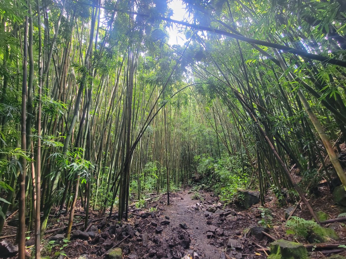 Bamboo forest path on the Pipiwai Trail, tall stalks arching overhead forming a cathedral canopy