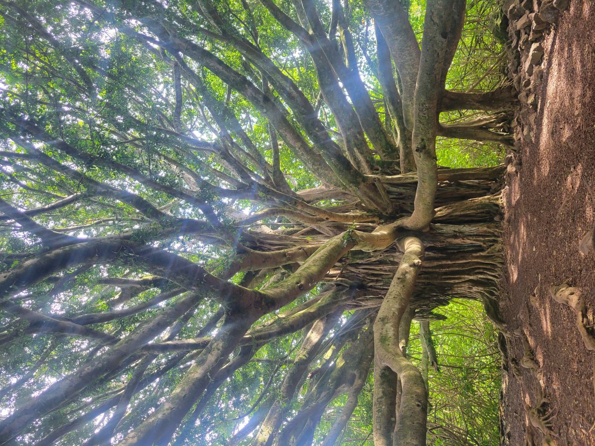 Massive spreading banyan tree with aerial roots along the Road to Hana