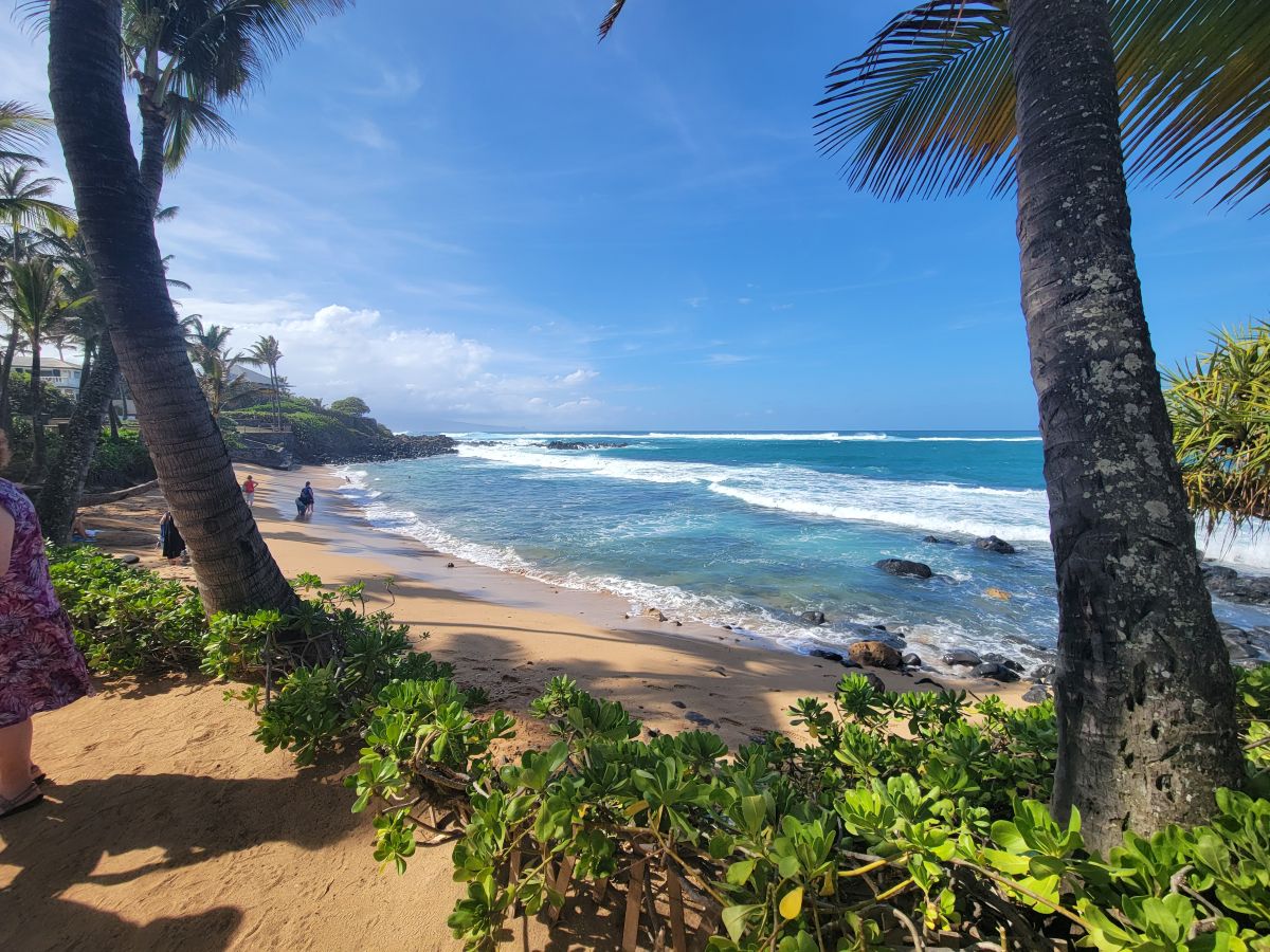 Sandy beach framed by two palm trees, turquoise water, Paia, Maui