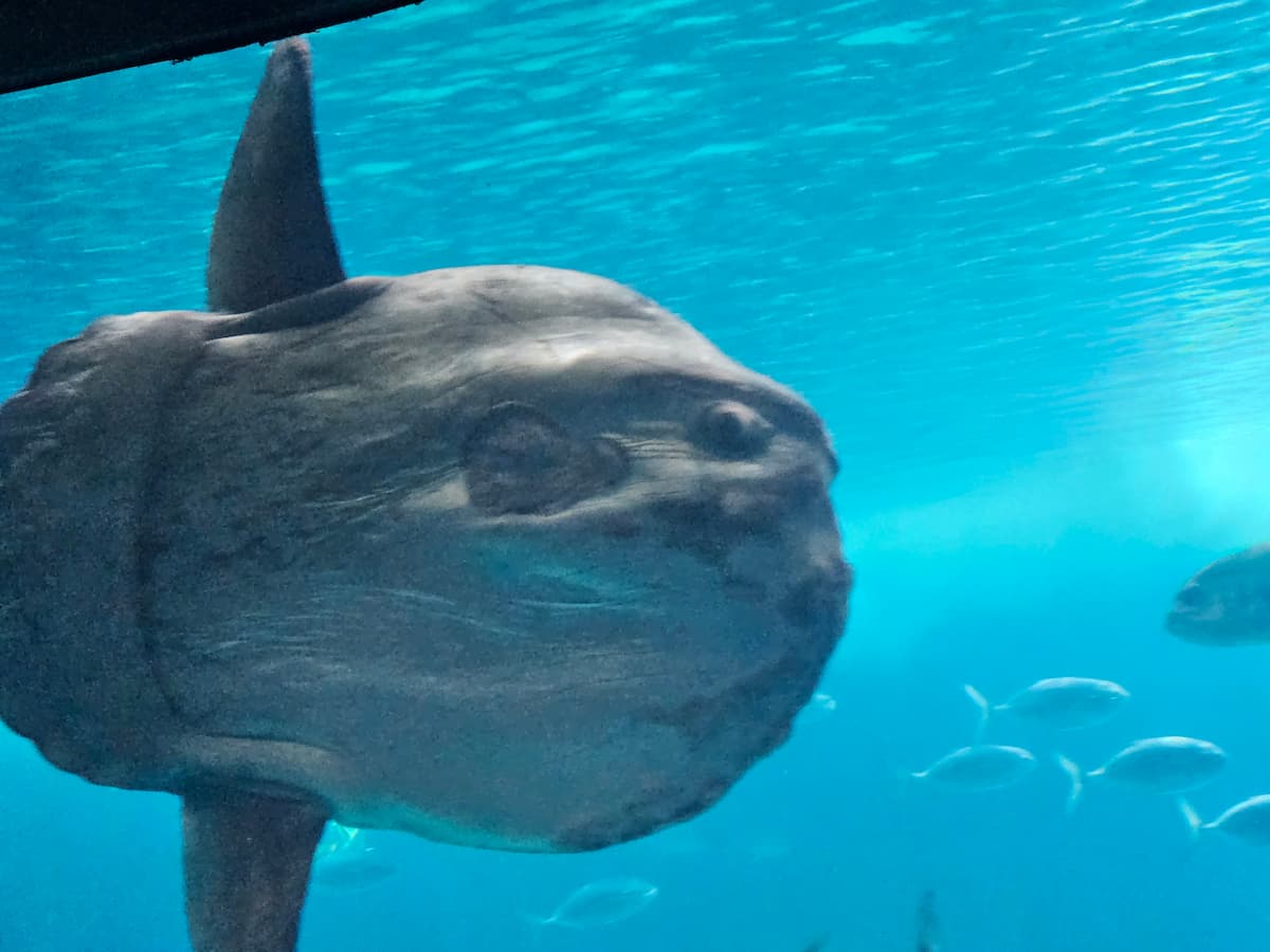 Ocean sunfish at the Oceanário de Lisboa
